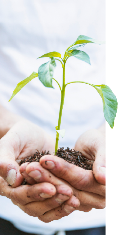 Ilustración de sostenibilidad